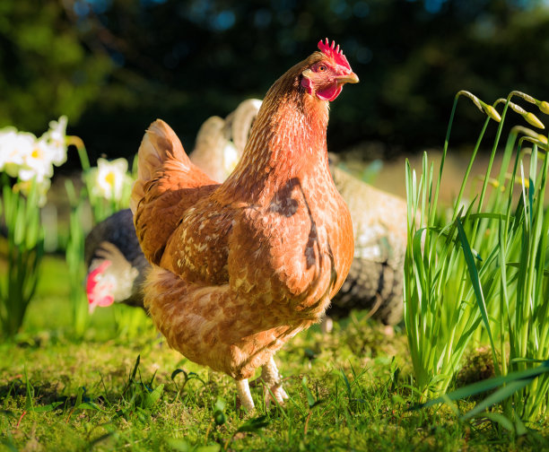 hen