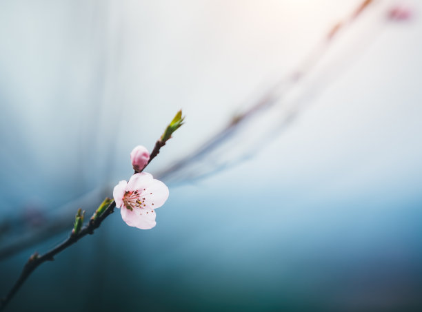 开花时间间隔