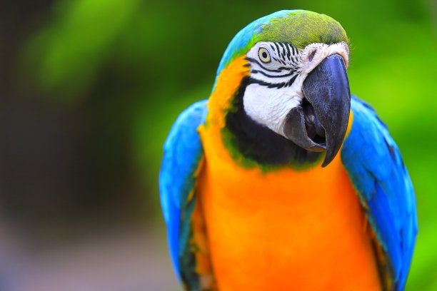 macaws