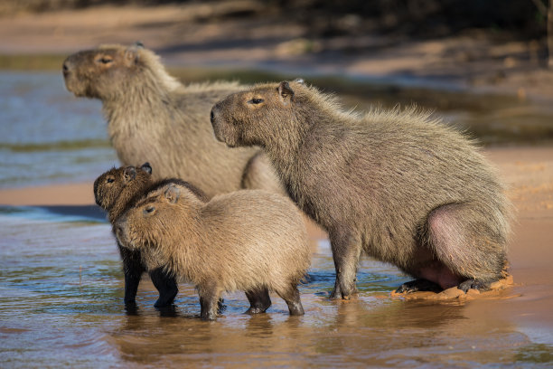 capybara