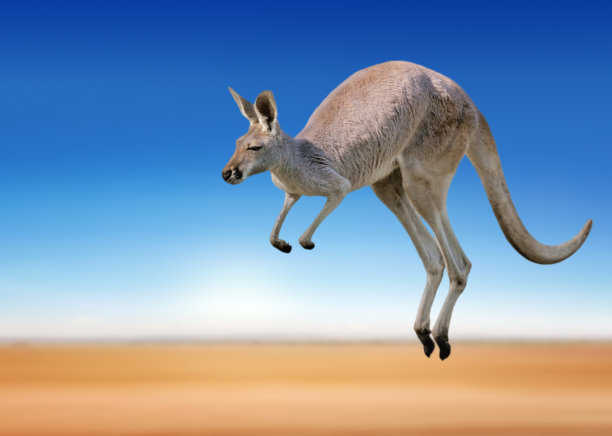 kangaroo