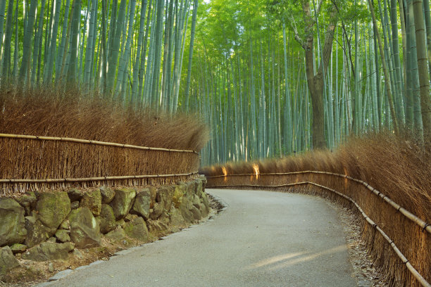 竹林小道图片