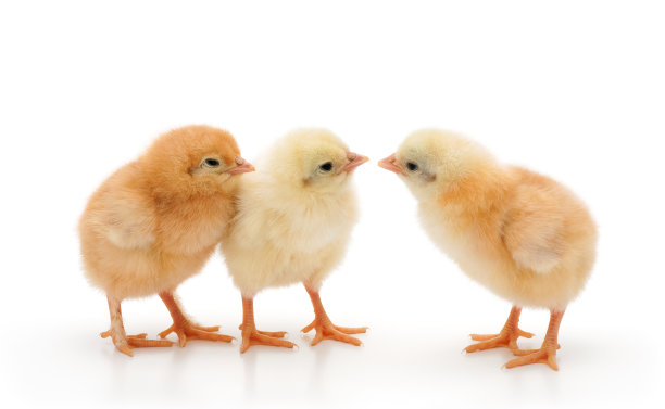 chick