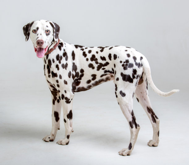 dalmatian