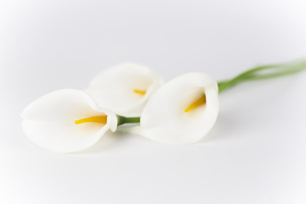 araceae