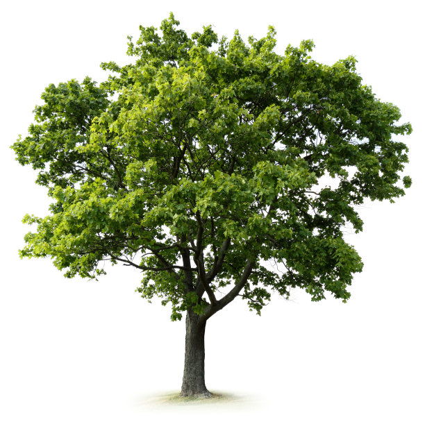 maple