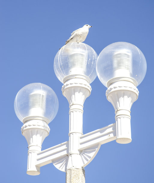 灯泡 和平鸽