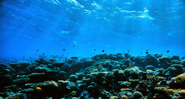 深海海底鱼群