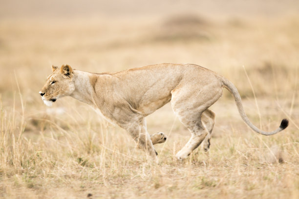 lions