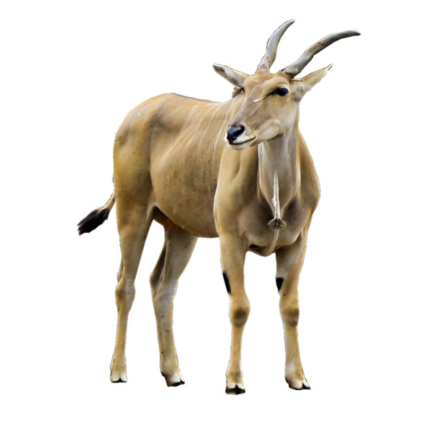 antelope