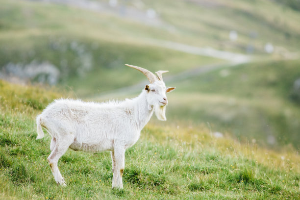 goat