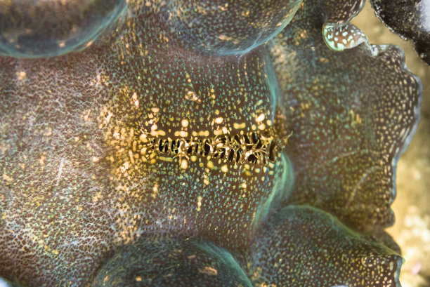 cnidaria