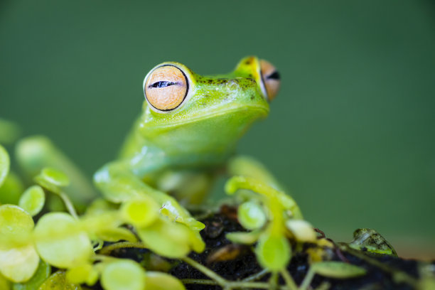 玻璃蛙