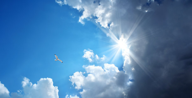 飞鸟和蓝色天空