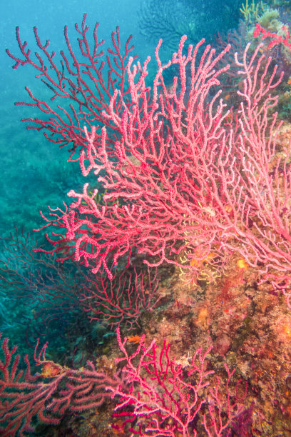corals