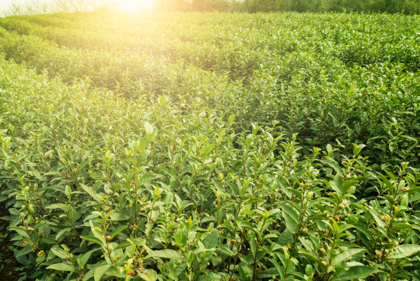 plantation
