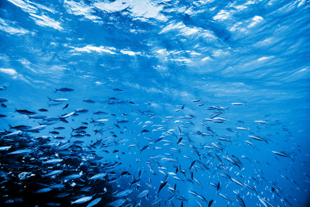 fish