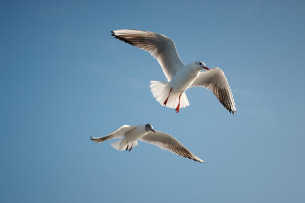 laridae
