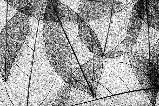 monochrome
