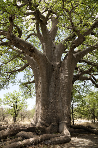 baobab