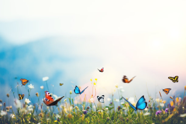 papilio