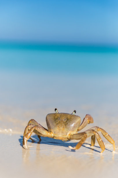 蓝色沙滩天空螃蟹大海