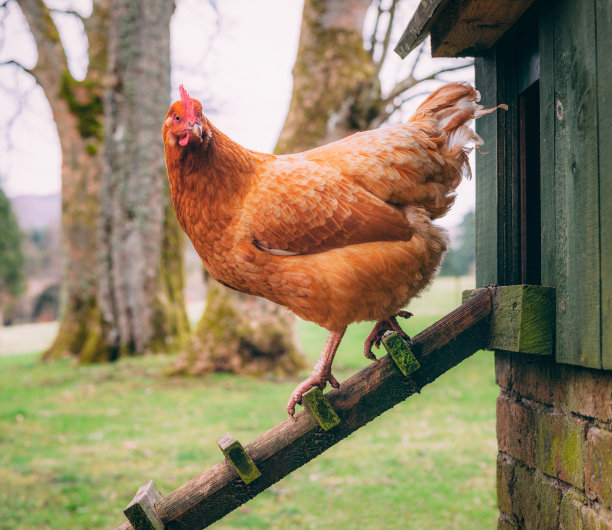 hen