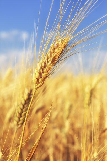 triticum