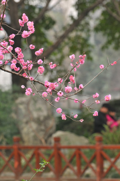 发芽的嫩枝