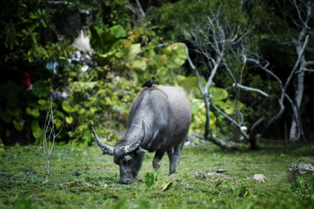 ox