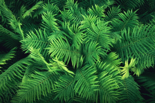 绿叶背景图