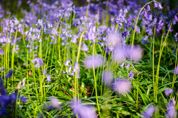 hyacinthoides