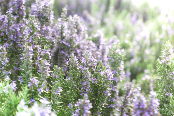 rosemary