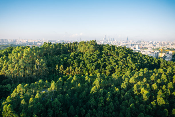 创建国家森林城市