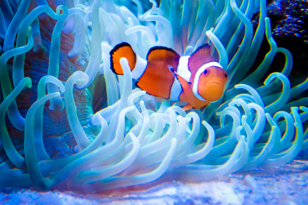 anemonefish
