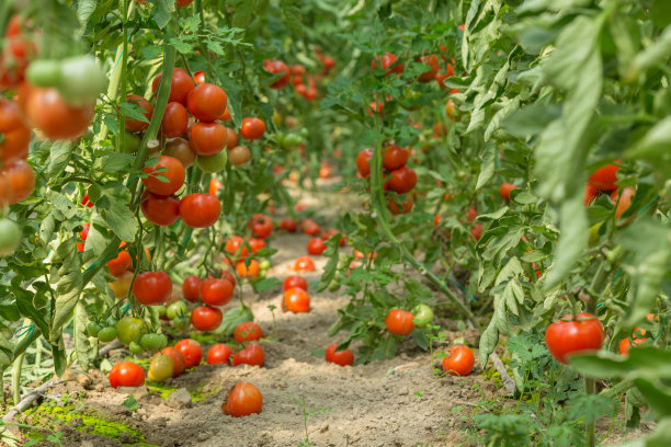 tomato