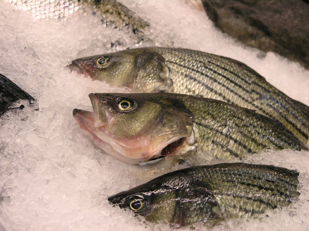 rockfish