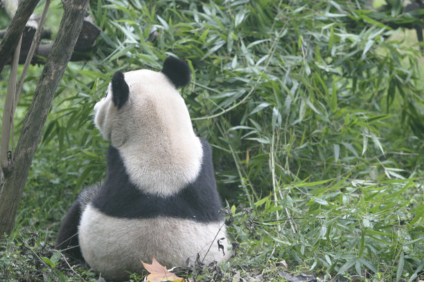大熊猫的背影