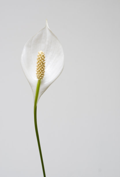 araceae