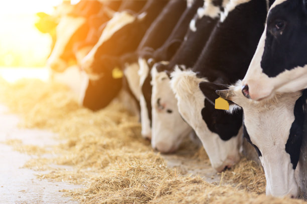 cow