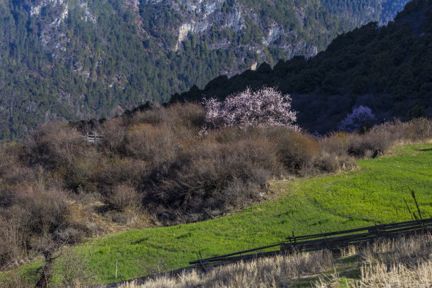 桃花风景图