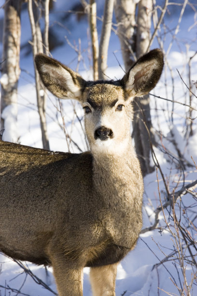 doe