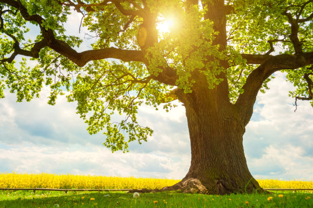 tree