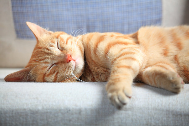 萌猫