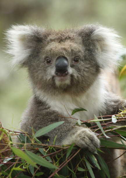 koala