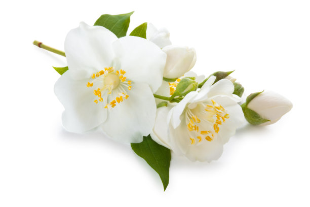 茉莉花