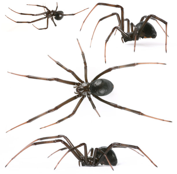 araneae