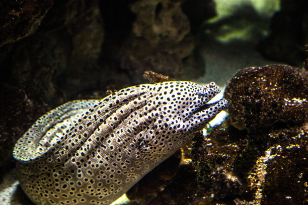 moray
