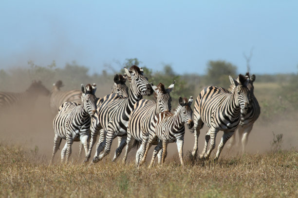zebra