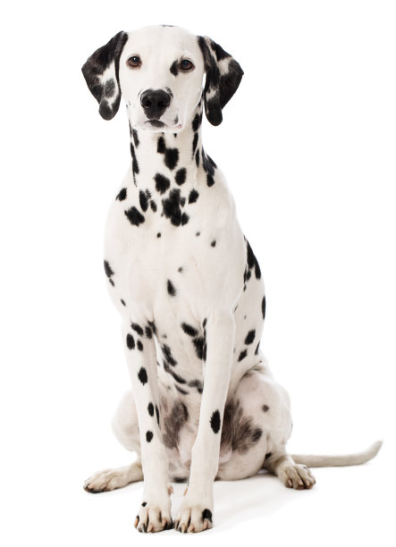 dalmatian